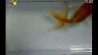 观察鱼的视频,鱼儿游动之美