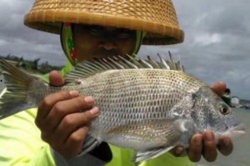 矶钓黑鲷视频,视频教学带你轻松捕获美味