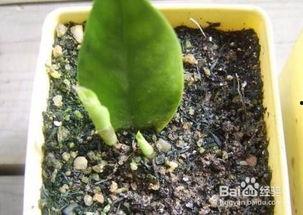 金钱木的扦插方法视频,视频教程详解