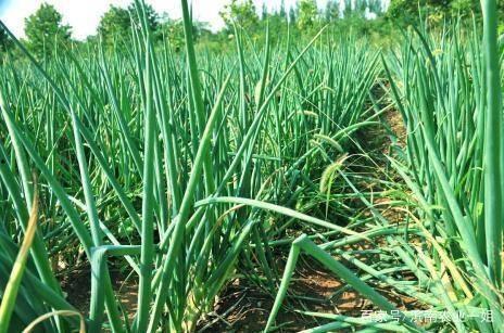 大葱的种植方法视频,视频教程详解