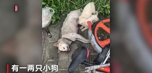 吸奶水视频,新手妈妈必看视频教程