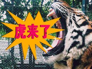 老虎视频播放,探索精彩瞬间，尽享视听盛宴