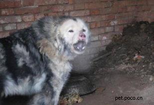 鬼獒的视频,揭秘神秘生物的惊悚瞬间