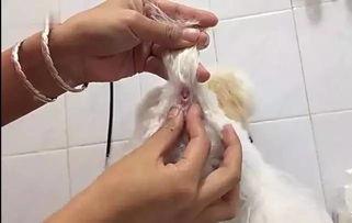 狗狗挤肛门腺视频教程,视频教程详解